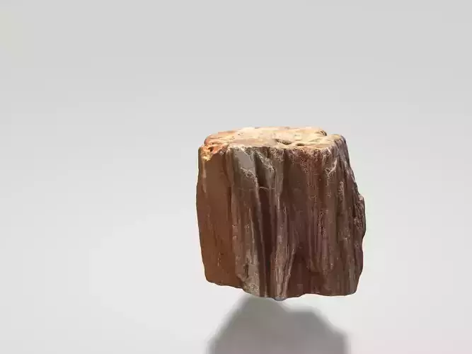 Petrified wood