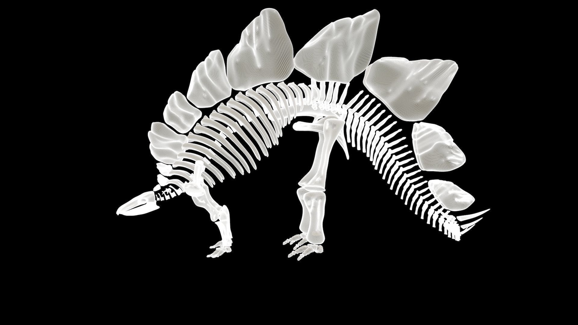 Stegosaurus Skeleton 3D model_5