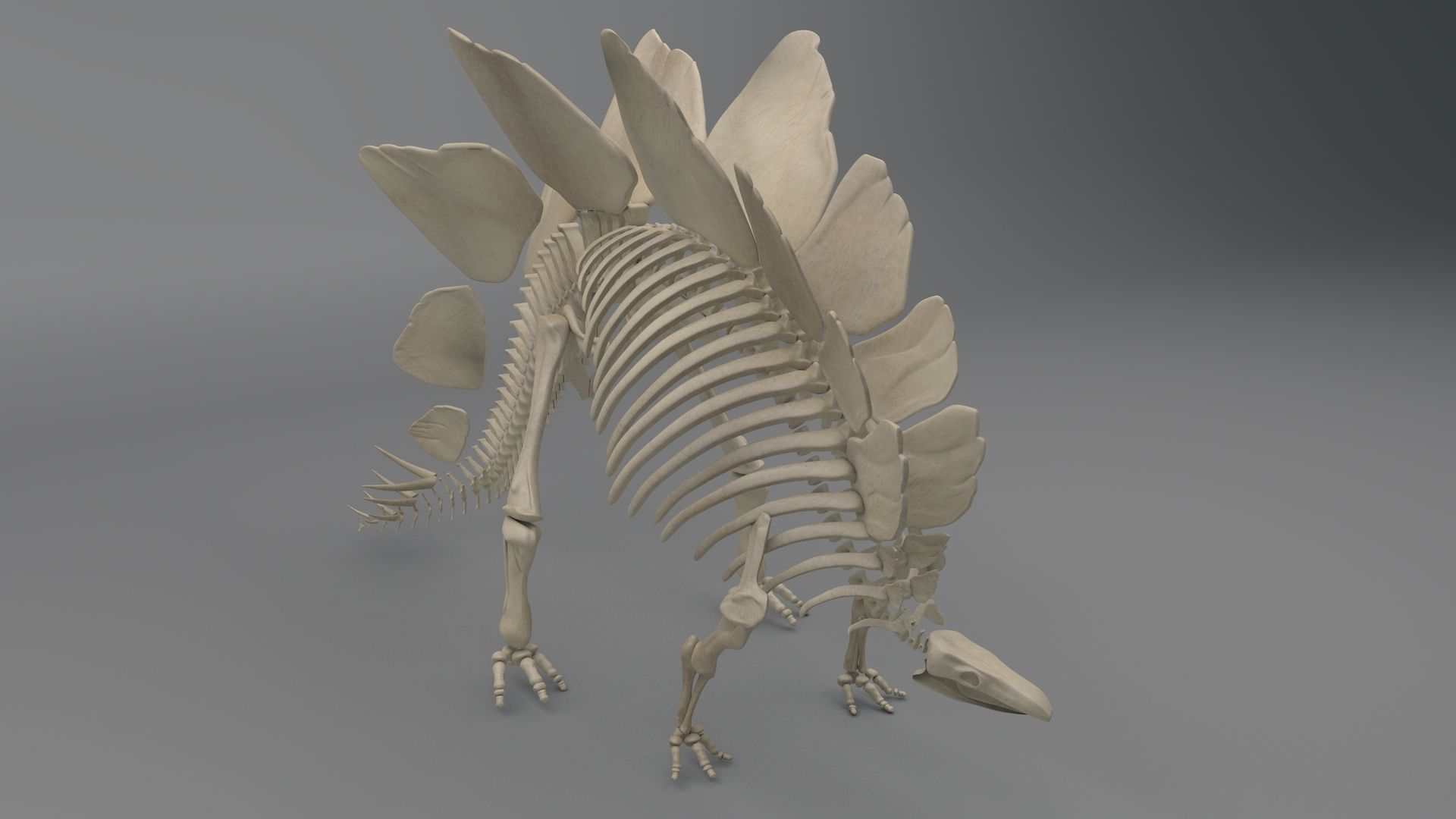 Stegosaurus Skeleton 3D model_3