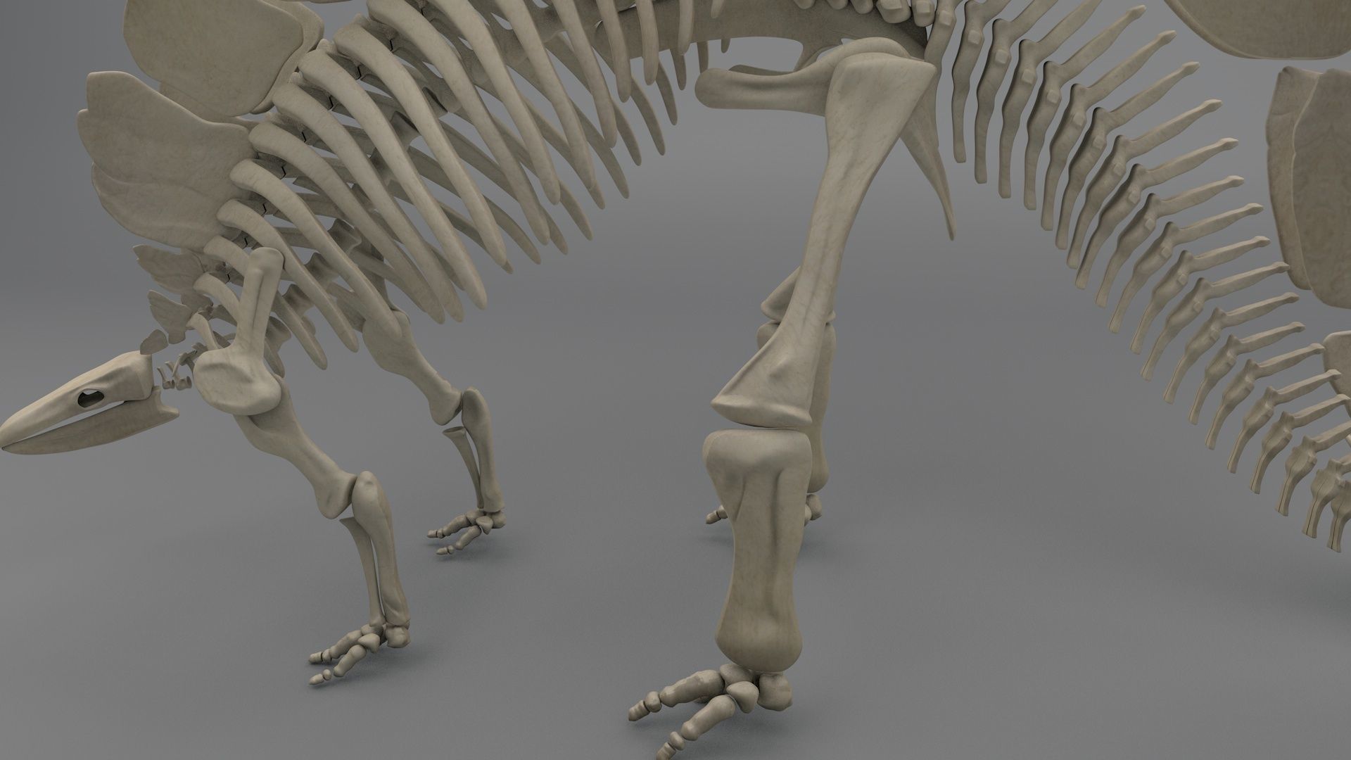Stegosaurus Skeleton 3D model_2