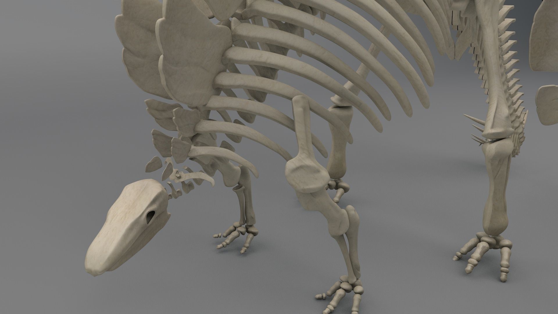 Stegosaurus Skeleton 3D model_1