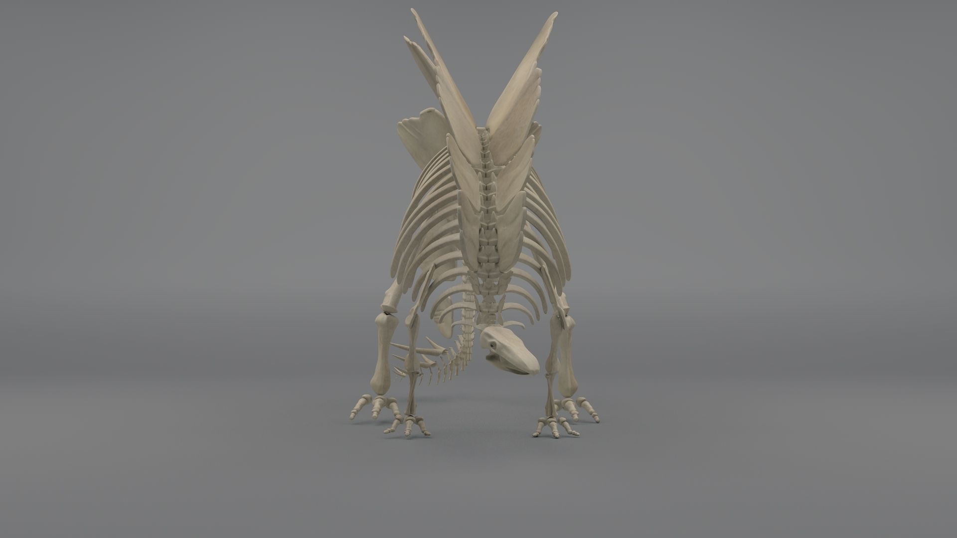 Stegosaurus Skeleton 3D model_4