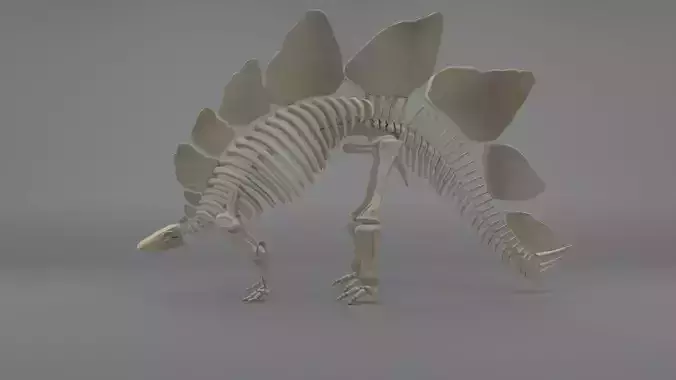 Stegosaurus Skeleton