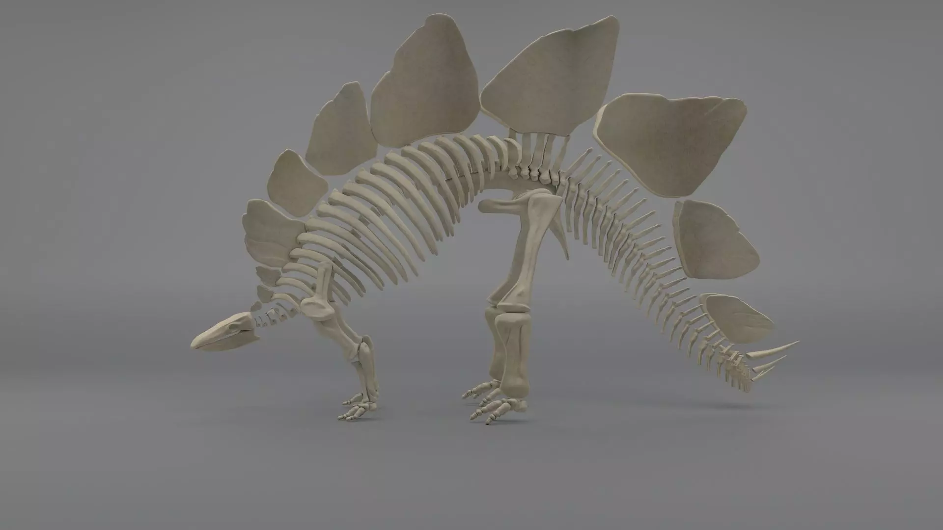 Stegosaurus Skeleton 3D model_0