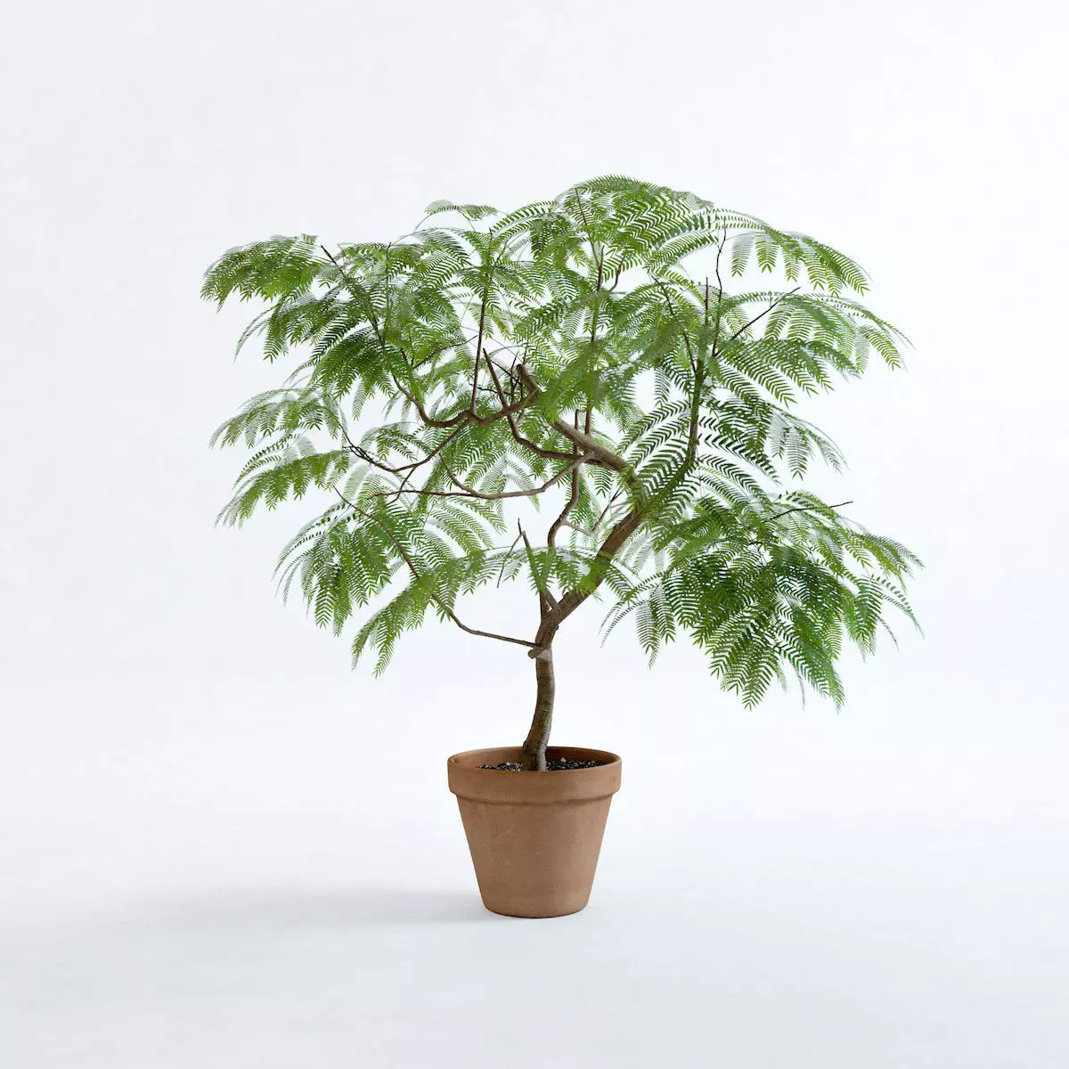 Everfresh Tree 1M - Cojoba arborea var angustifolia 3D model