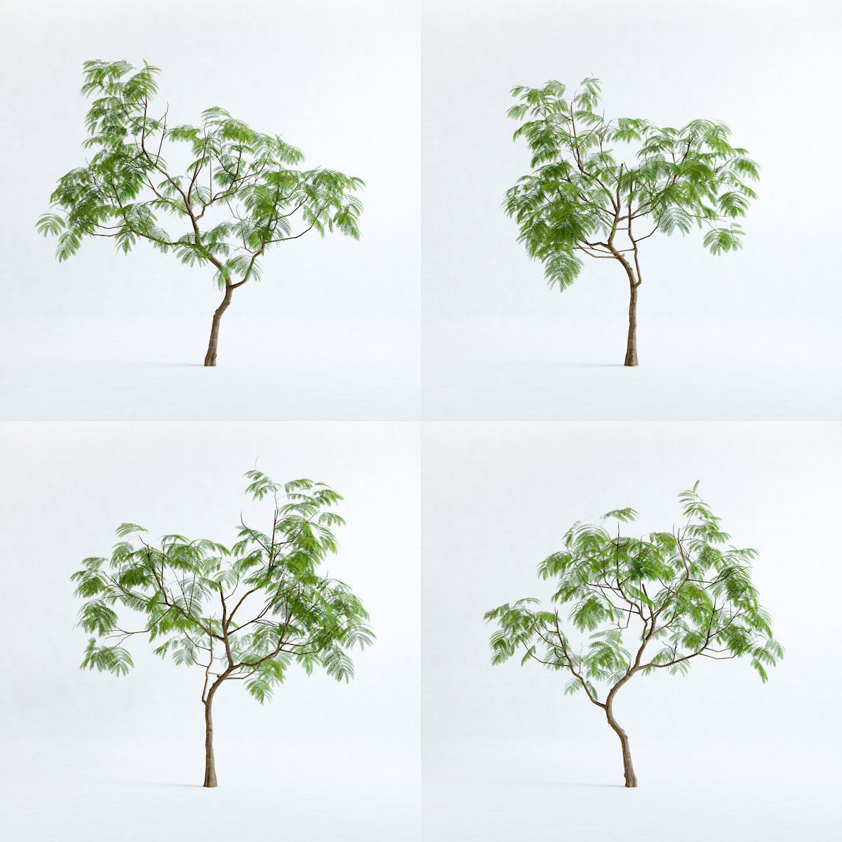 Everfresh Tree 3M - Cojoba arborea var angustifolia 3D model_3