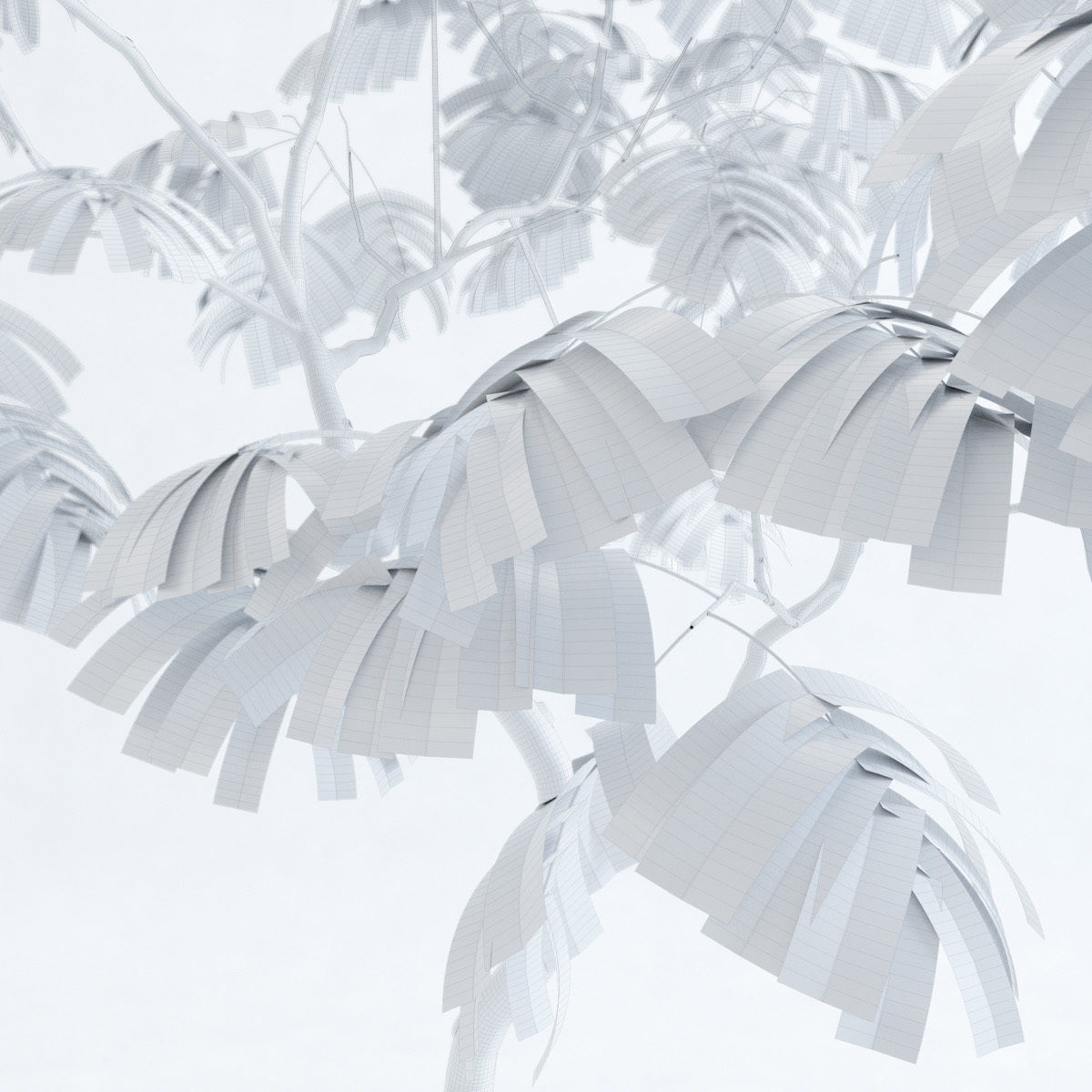 Everfresh Tree 3M - Cojoba arborea var angustifolia 3D model_6