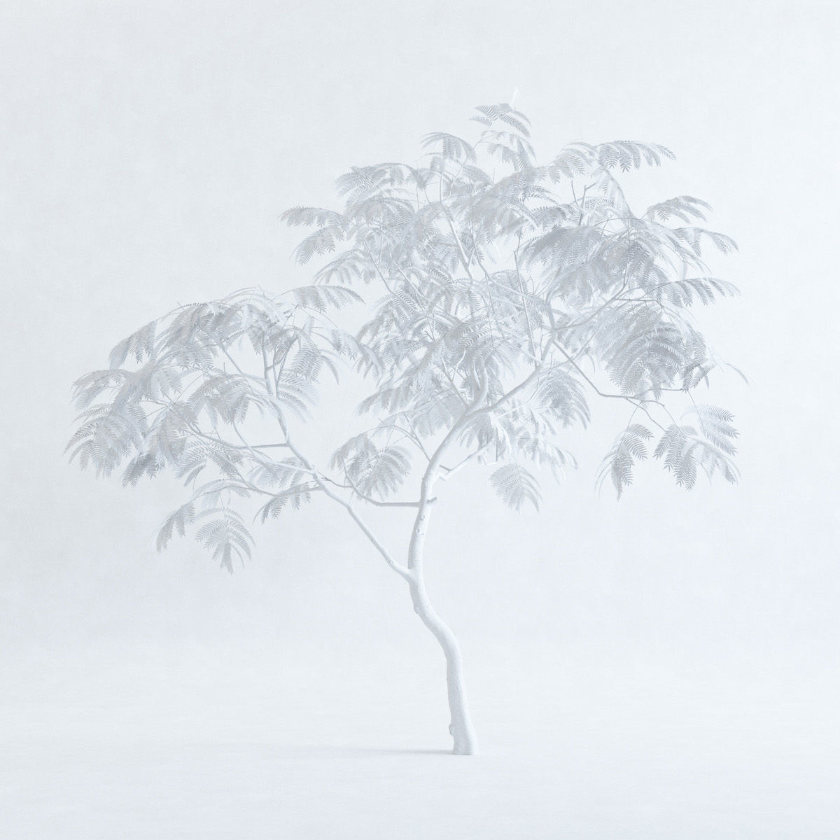 Everfresh Tree 3M - Cojoba arborea var angustifolia 3D model_1