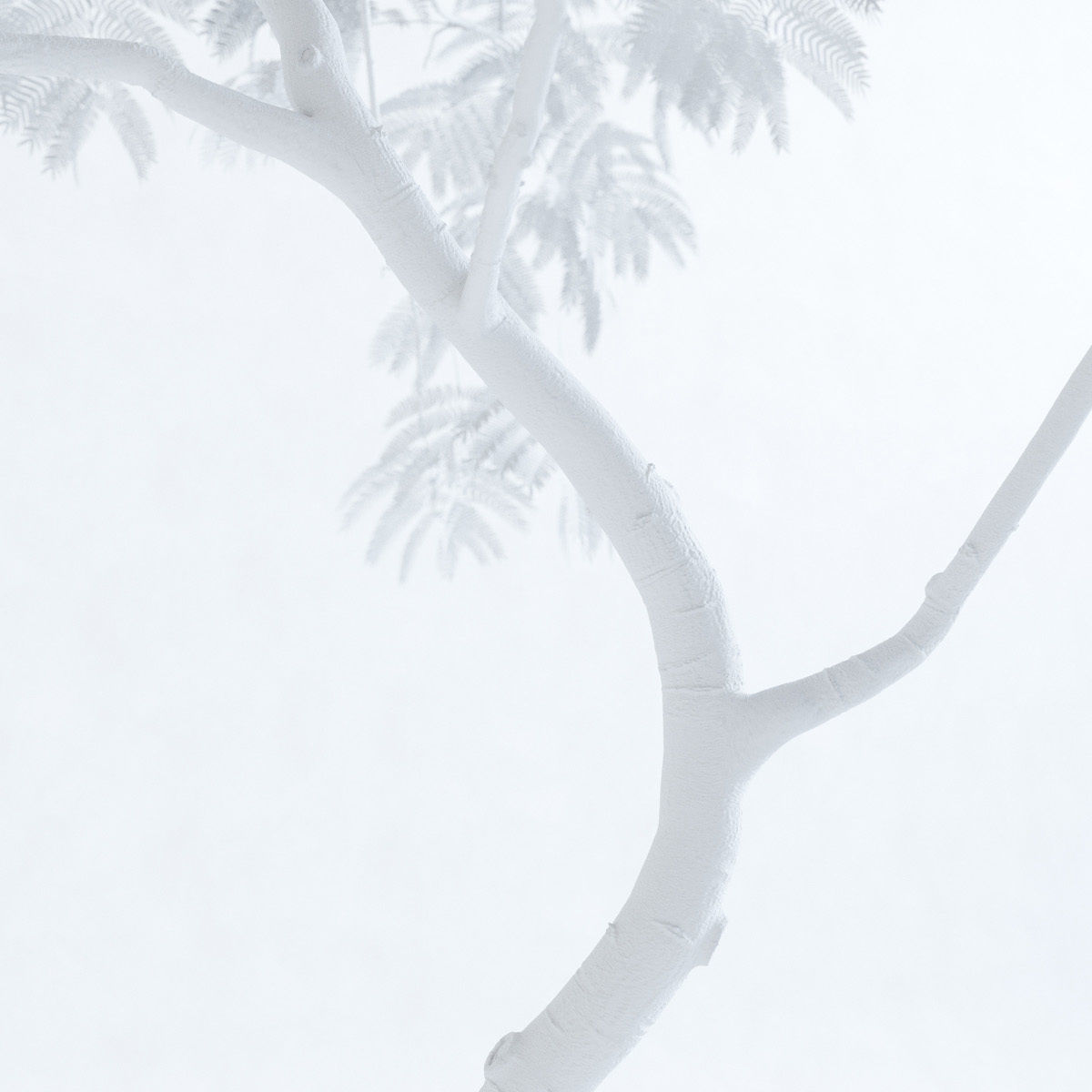 Everfresh Tree 3M - Cojoba arborea var angustifolia 3D model_8