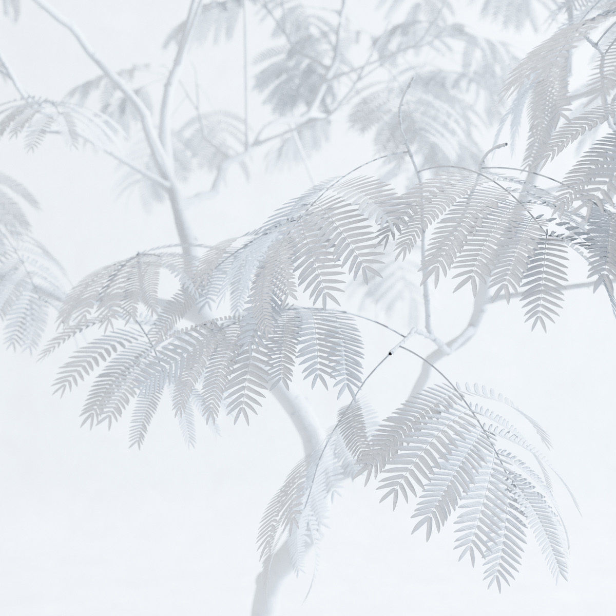 Everfresh Tree 3M - Cojoba arborea var angustifolia 3D model_5