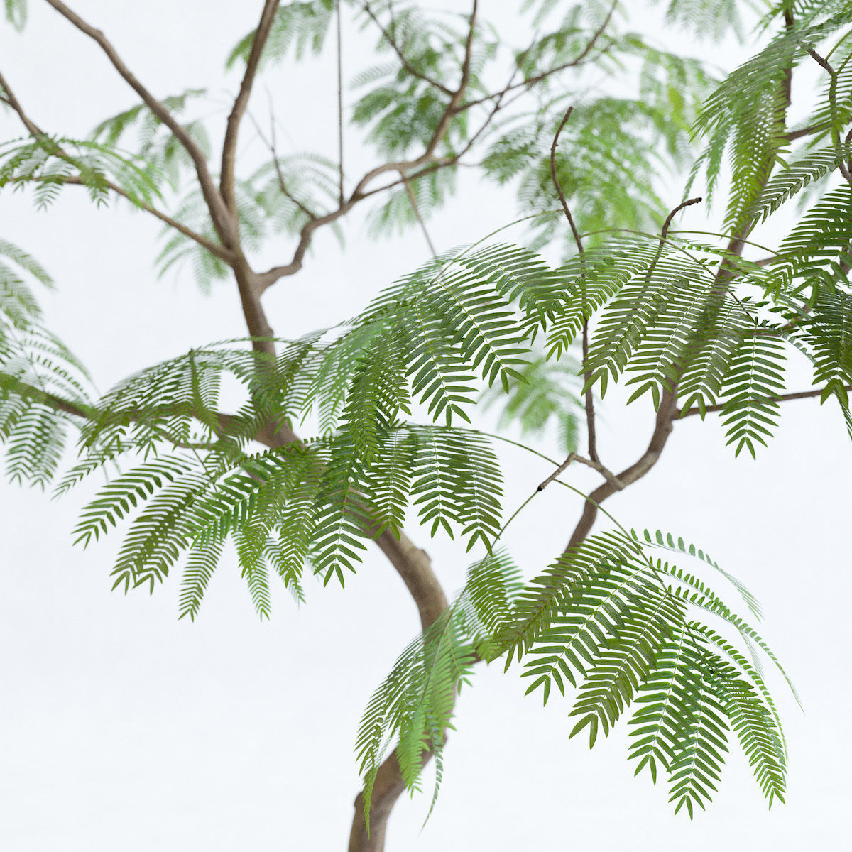 Everfresh Tree 3M - Cojoba arborea var angustifolia 3D model_4
