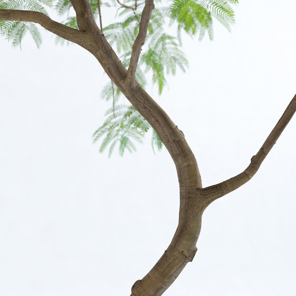 Everfresh Tree 3M - Cojoba arborea var angustifolia 3D model_7