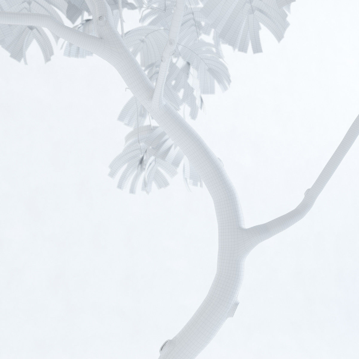 Everfresh Tree 3M - Cojoba arborea var angustifolia 3D model_9