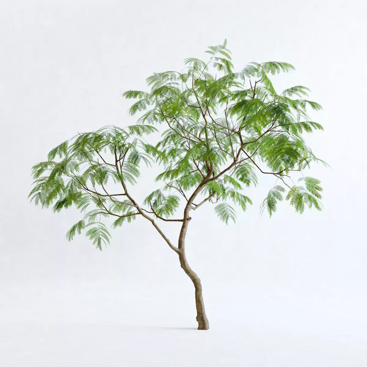 Everfresh Tree 3M - Cojoba arborea var angustifolia 3D model_0