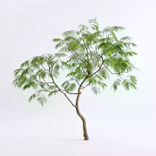 Everfresh Tree 3M - Cojoba arborea var angustifolia