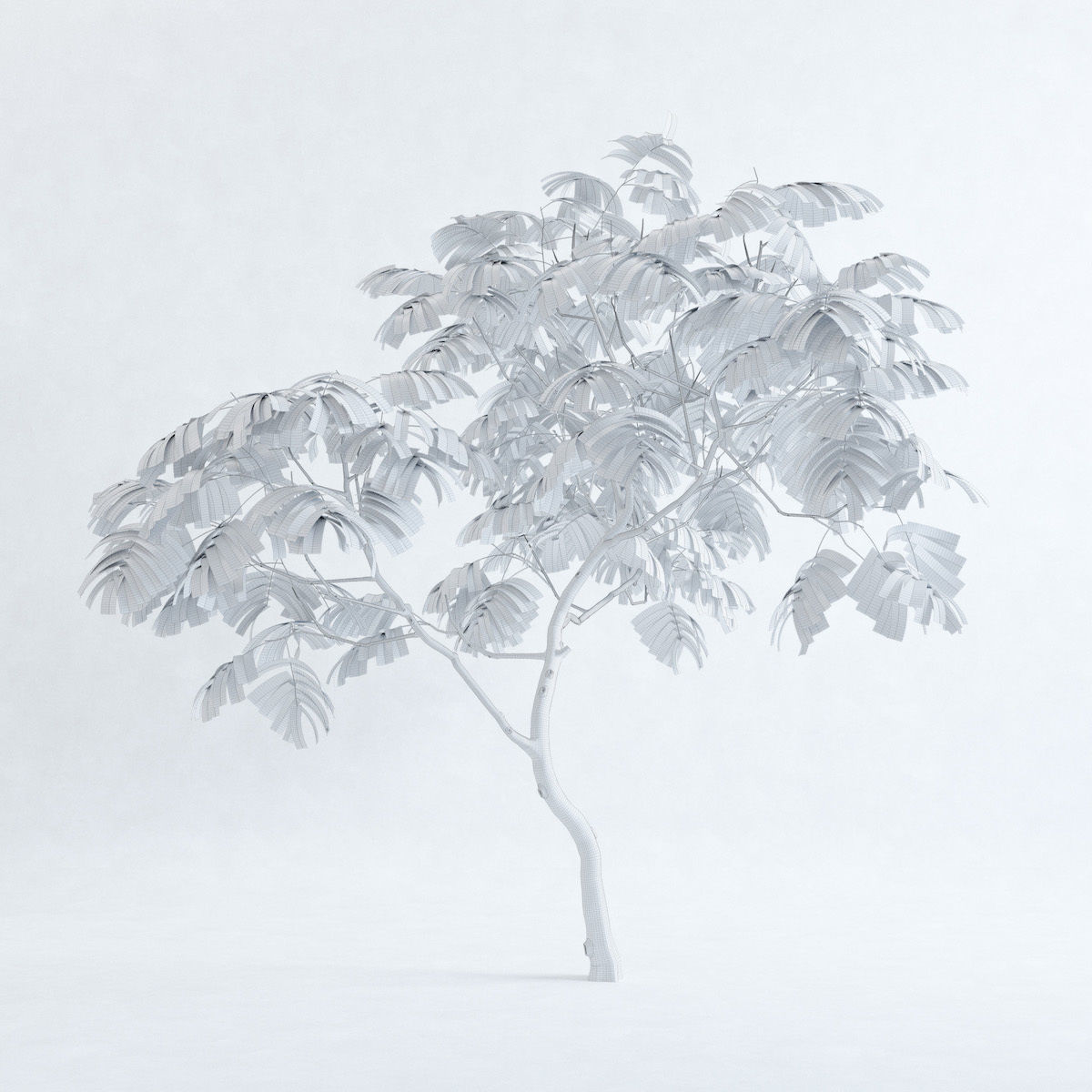 Everfresh Tree 3M - Cojoba arborea var angustifolia 3D model_2