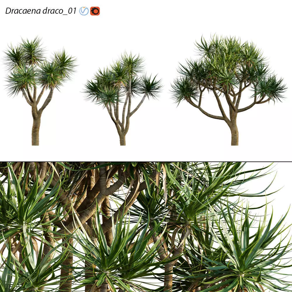 Dracaena draco - Dragon tree 04 3D model_0