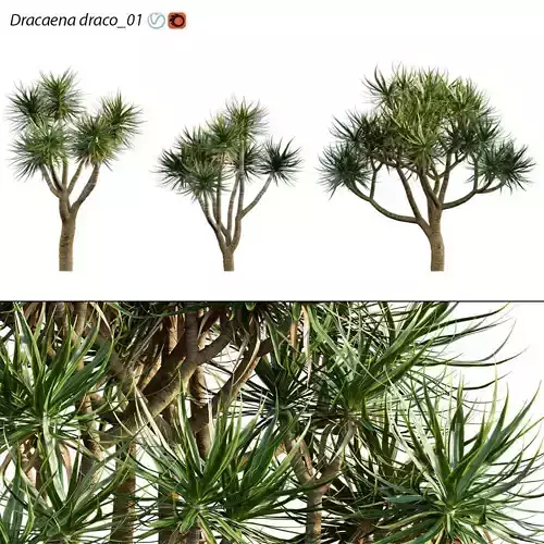 Dracaena draco - Dragon tree 04