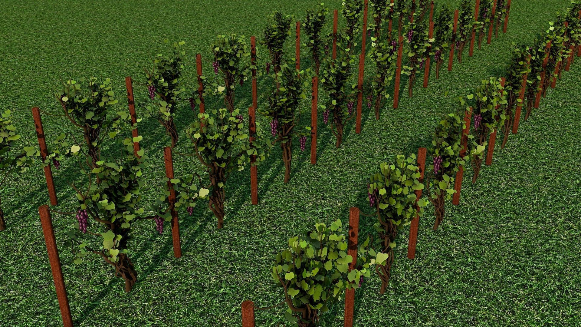 Vineyard Grape Vines 3D model_4