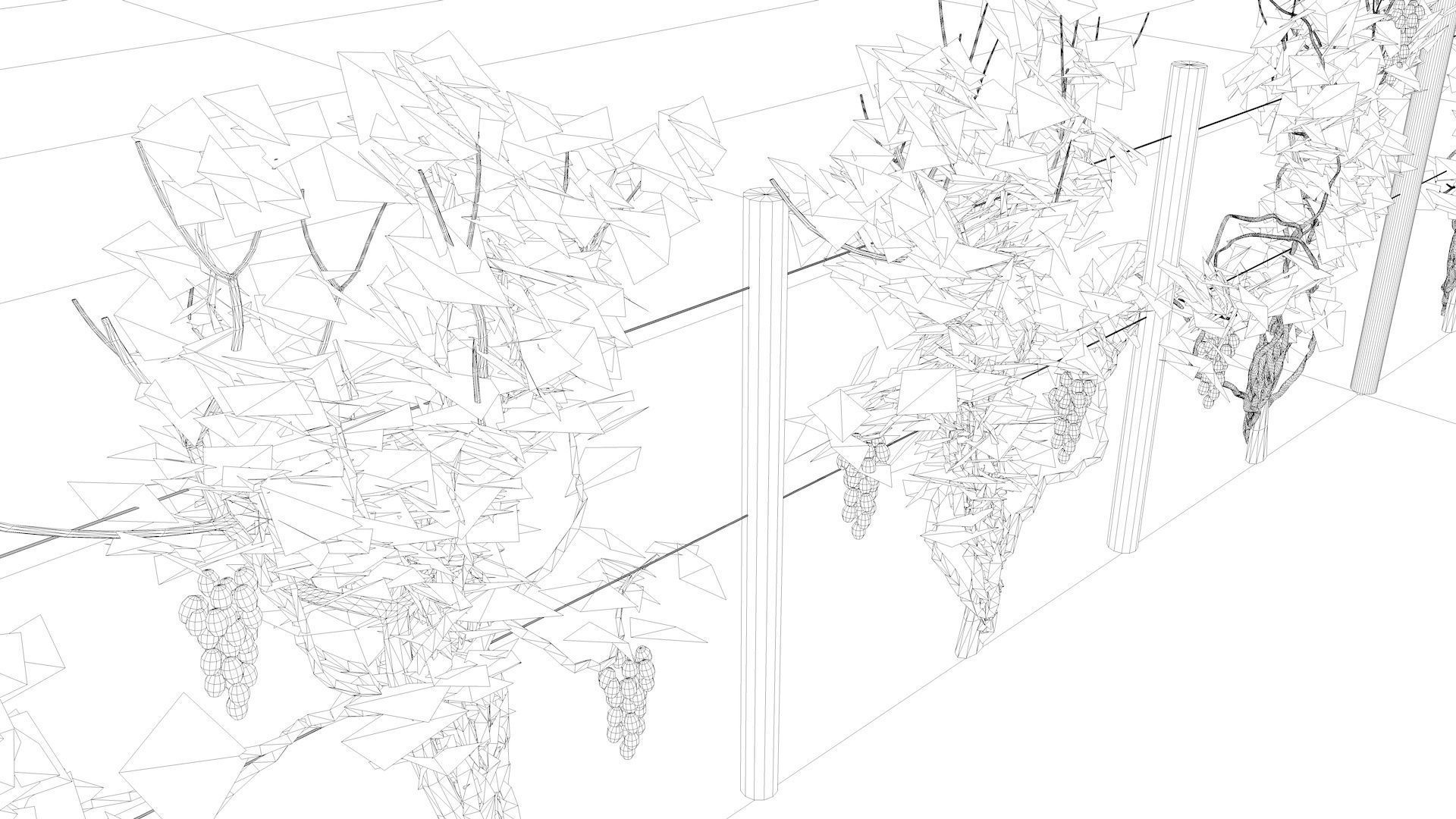 Vineyard Grape Vines 3D model_5