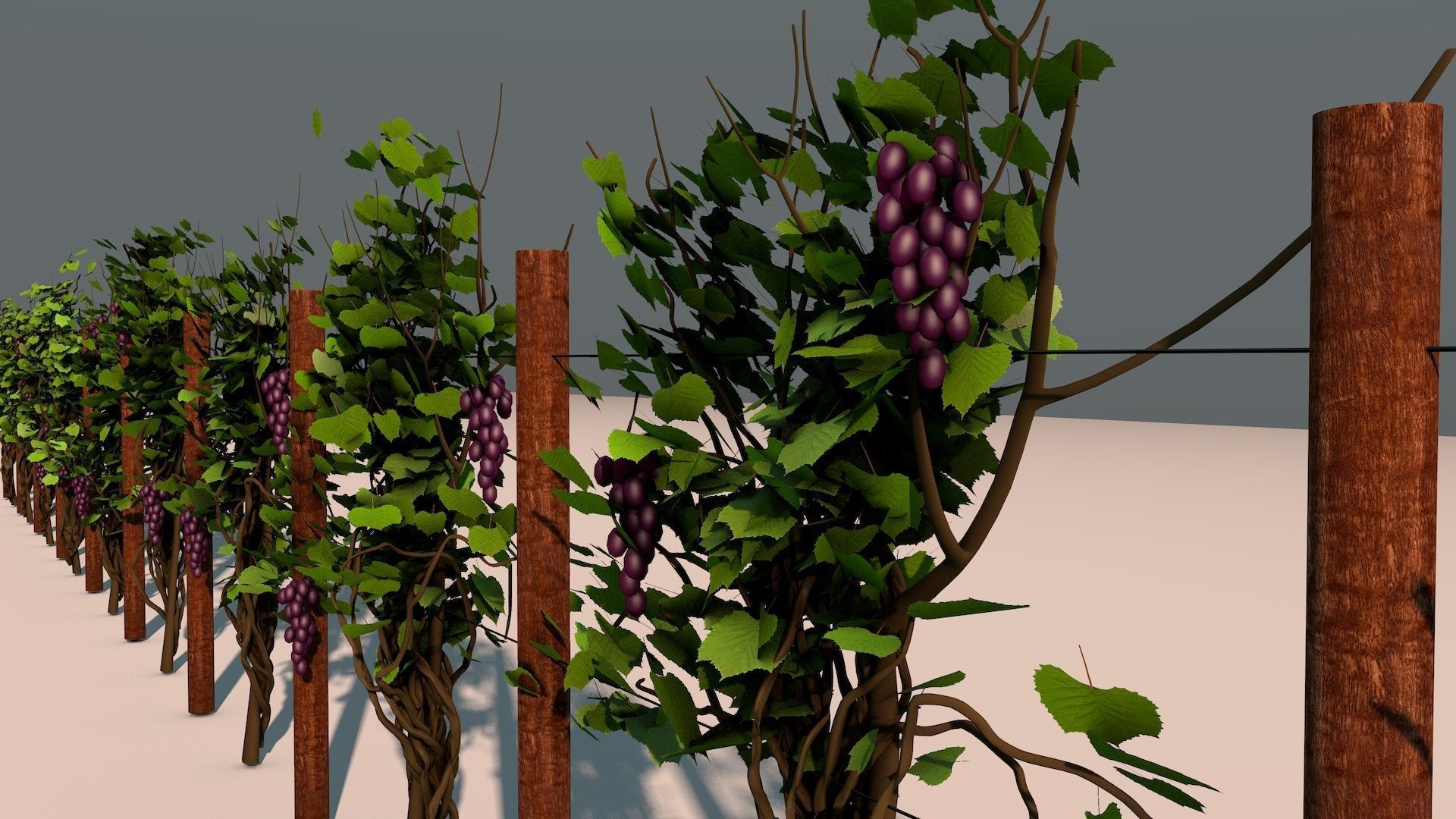 Vineyard Grape Vines 3D model_1