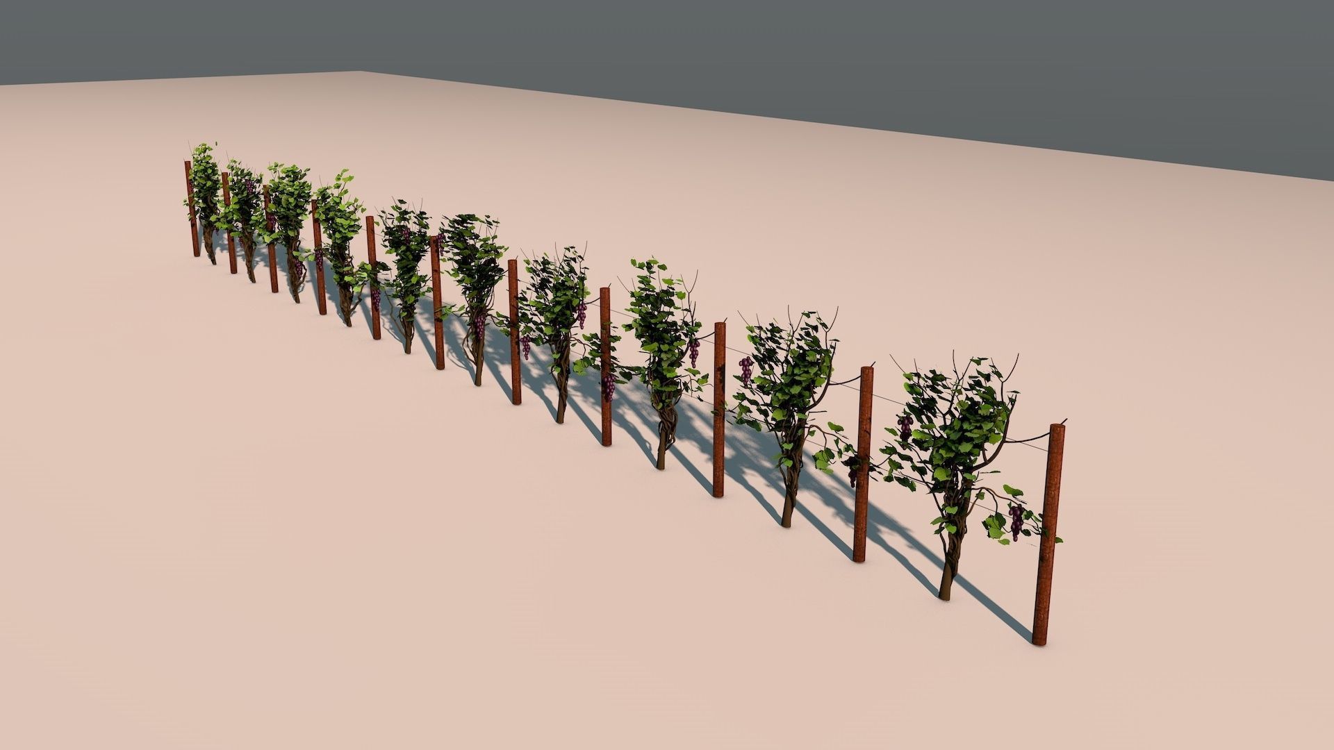 Vineyard Grape Vines 3D model_3