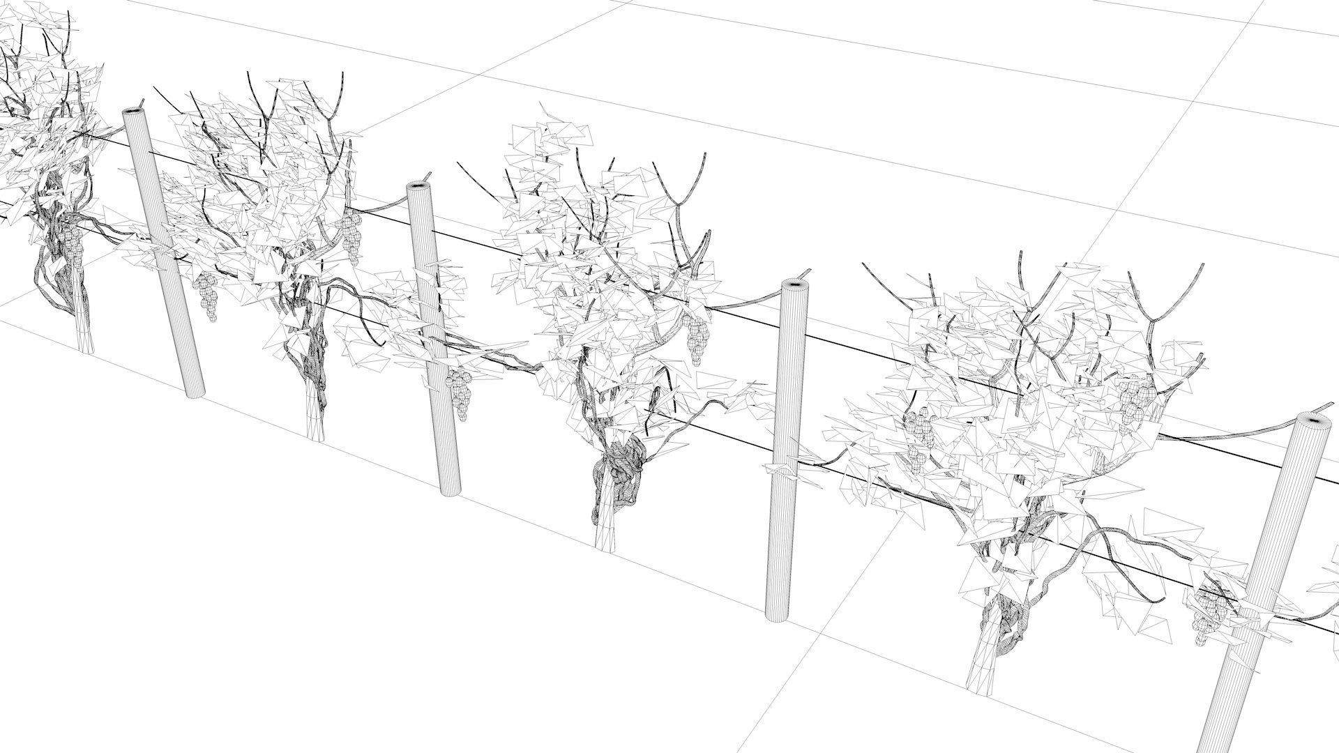 Vineyard Grape Vines 3D model_7