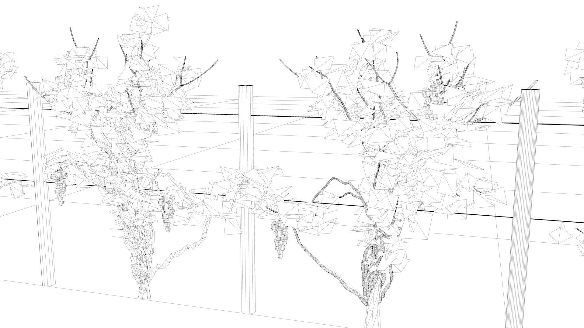 Vineyard Grape Vines 3D model_6