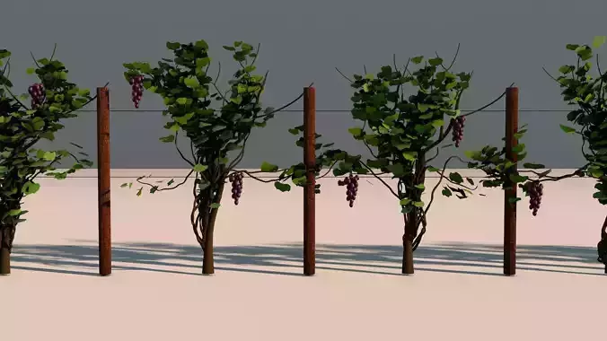 Vineyard Grape Vines 3D model