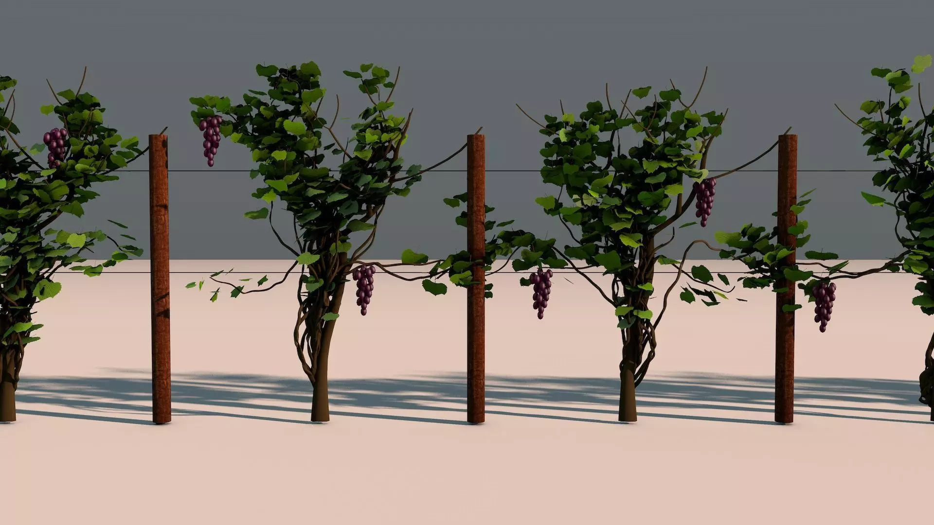 Vineyard Grape Vines 3D model_0