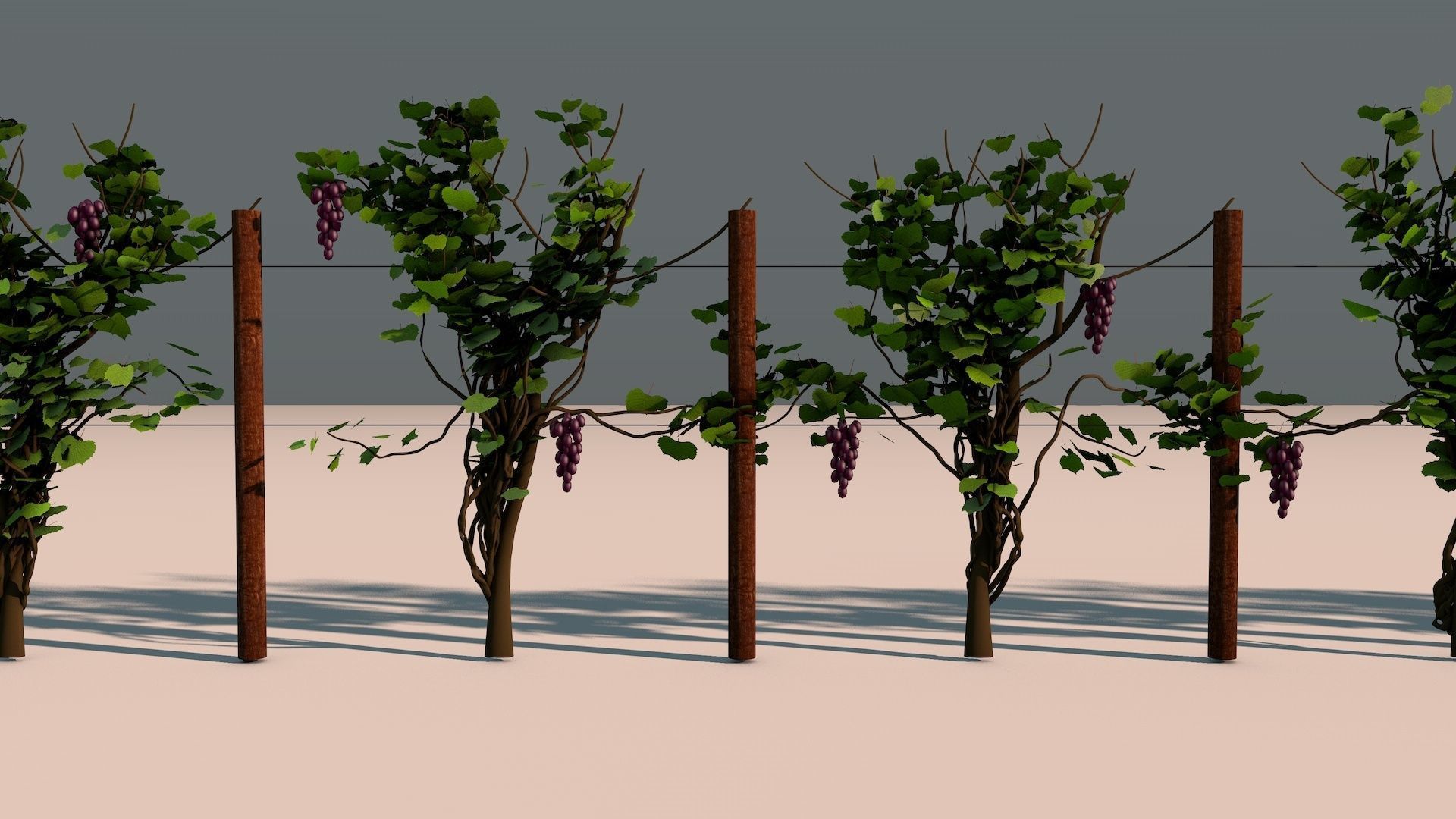 Vineyard Grape Vines 3D model CGTrader