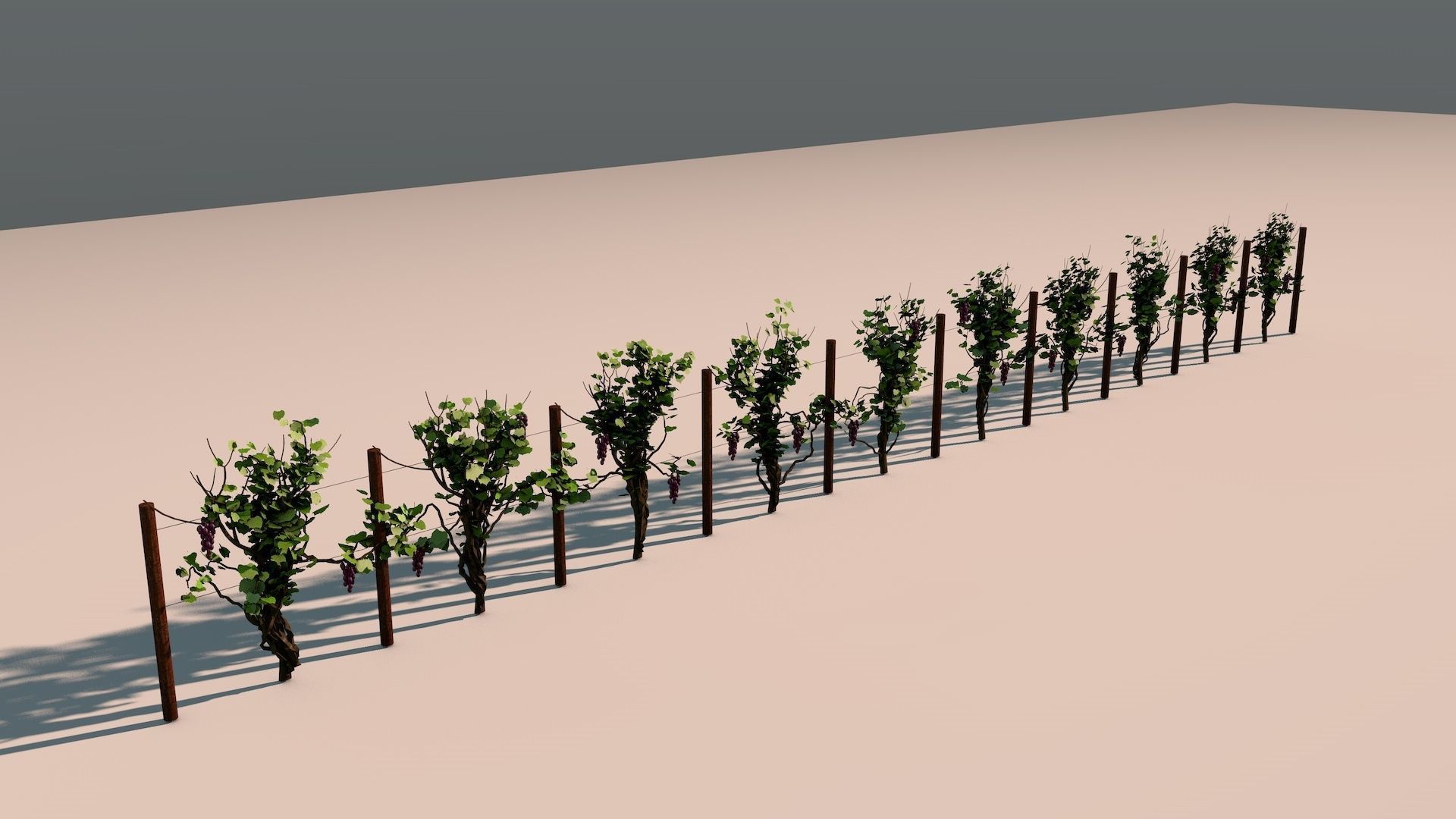 Vineyard Grape Vines 3D model_2