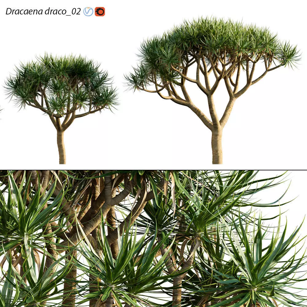 Dracaena draco - Dragon tree 05 3D model_0