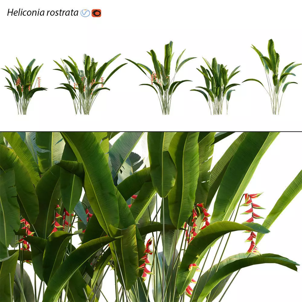 Heliconia 02 3D model