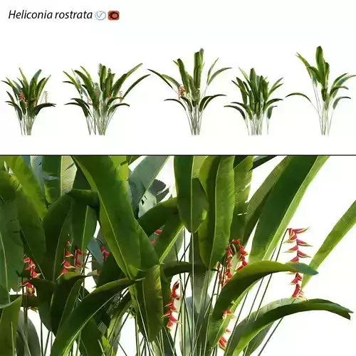 Heliconia 02
