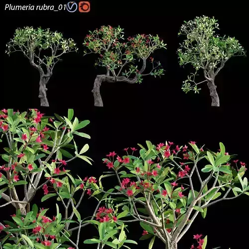 Plumeria rubra - Frangipani Tree 04