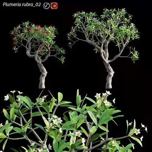 Plumeria rubra - Frangipani Tree 05