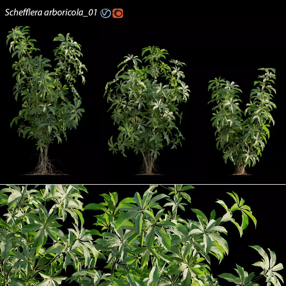 Schefflera arboricola 02 3D model