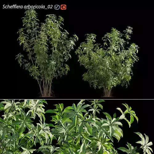 Schefflera arboricola 03
