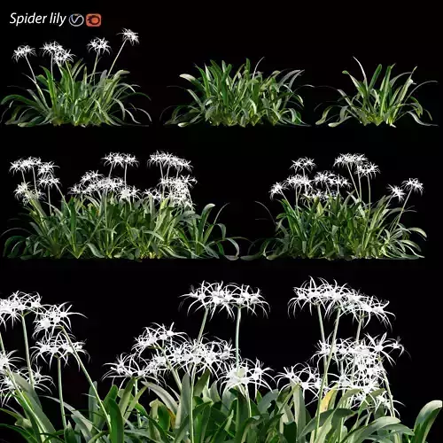 Hymenocallis americana - Spider lily