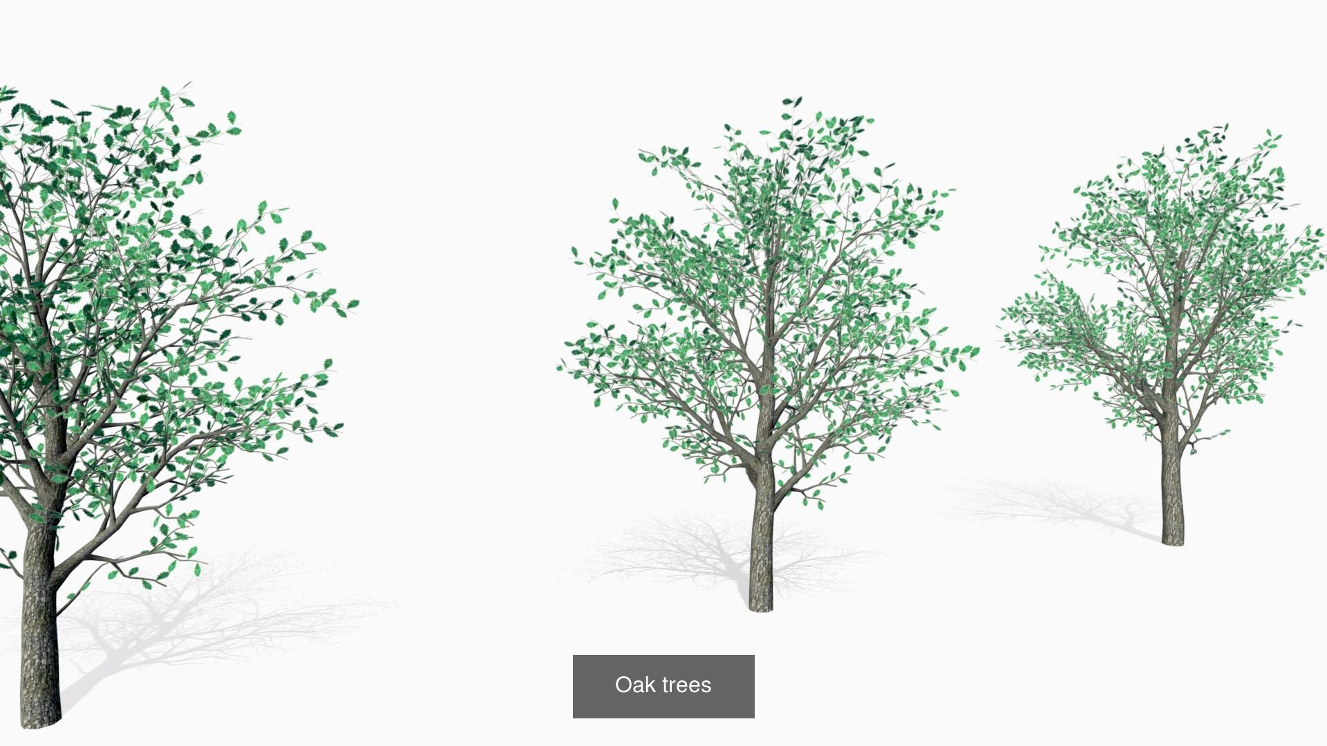 Plants assets 3D Model Collection_3