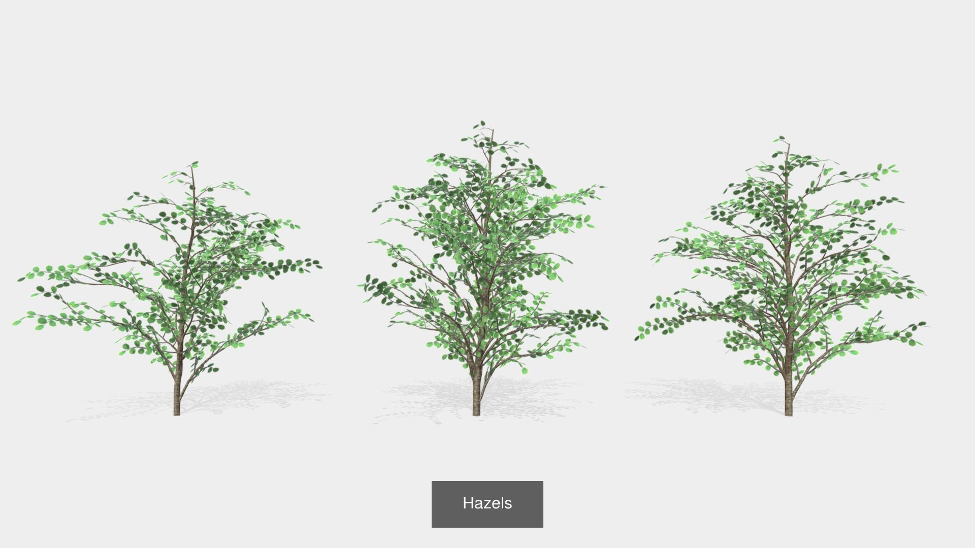 Plants assets 3D Model Collection_1