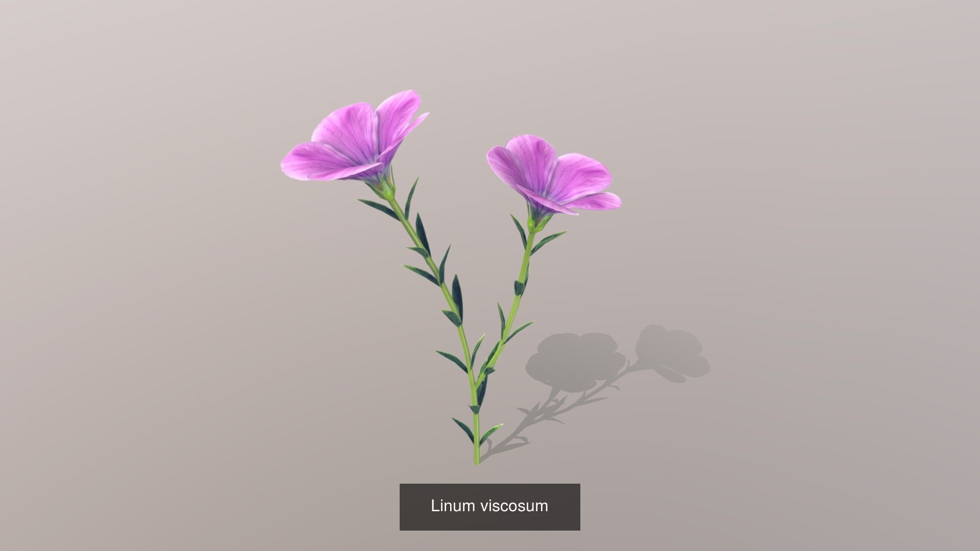 Plants assets 3D Model Collection_2