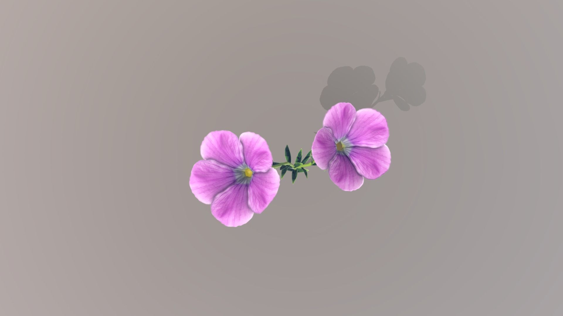 Linum viscosum Low-poly 3D model_1