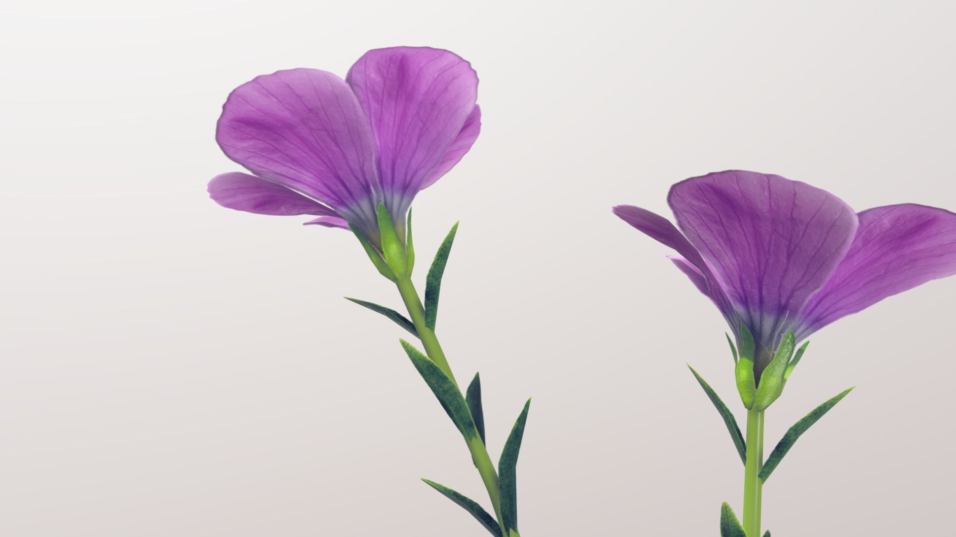 Linum viscosum Low-poly 3D model_5