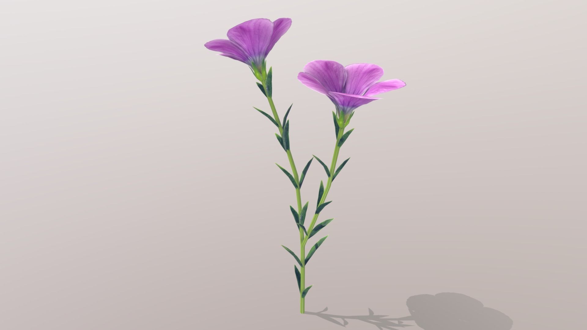 Linum viscosum Low-poly 3D model_4