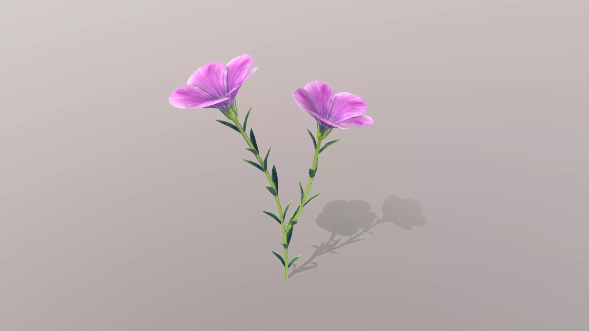 Linum viscosum Low-poly 3D model_0