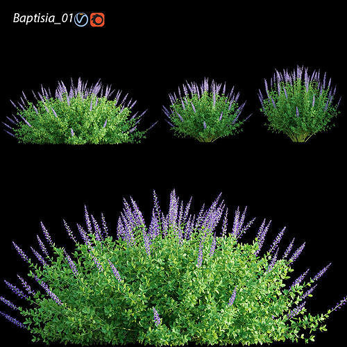 Baptisia 01 3D model