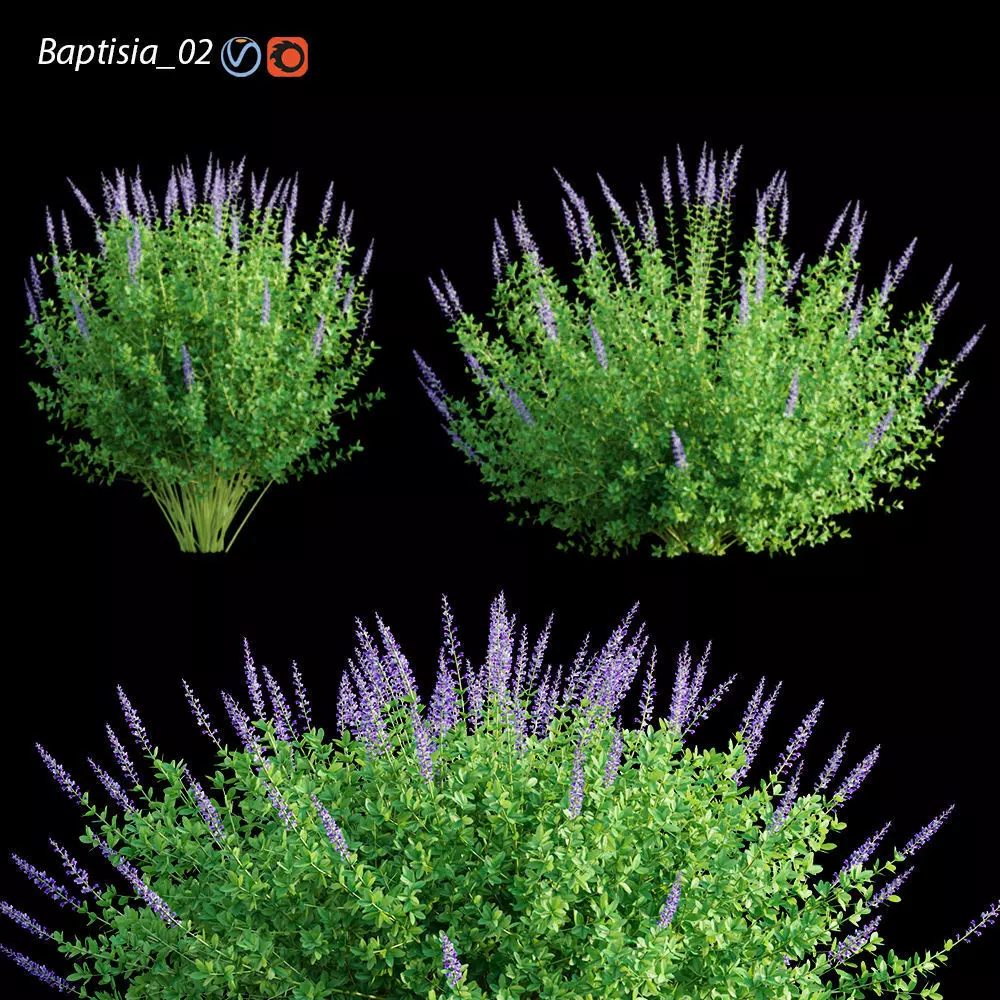 Baptisia 02 3D model