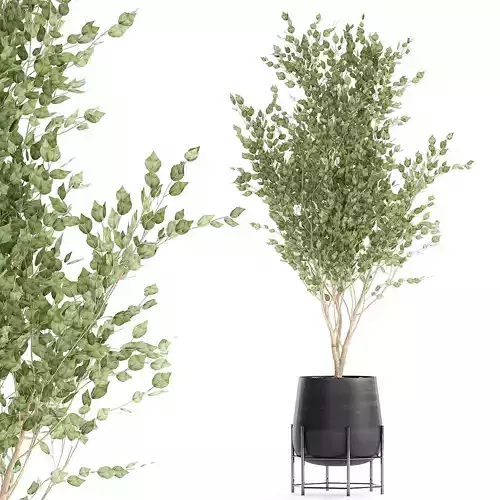 Tree in a black pot for the interior 697
